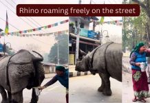 रस्त्यावर एका मोठ्या गेंडयाने लघवी केली आणि एका महिलेने जे केले ते इंटरनेट कधीही विसरणार नाही…