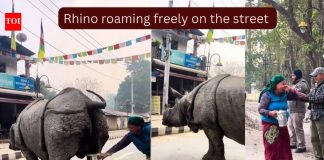 रस्त्यावर एका मोठ्या गेंडयाने लघवी केली आणि एका महिलेने जे केले ते इंटरनेट कधीही विसरणार नाही…