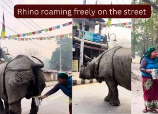 रस्त्यावर एका मोठ्या गेंडयाने लघवी केली आणि एका महिलेने जे केले ते इंटरनेट कधीही विसरणार नाही…