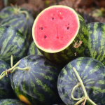 रेफ्रिजरेटरशिवाय 10 मिनिटांत टरबूज बर्फ-थंड कसे बनवायचे |