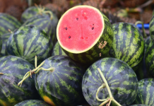 रेफ्रिजरेटरशिवाय 10 मिनिटांत टरबूज बर्फ-थंड कसे बनवायचे |