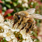 तुमच्या दारात मधमाश्या? प्रत्येक घरमालकाला प्रत्यक्षात काय माहित असणे आवश्यक आहे ते येथे आहे.