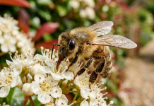 तुमच्या दारात मधमाश्या? प्रत्येक घरमालकाला प्रत्यक्षात काय माहित असणे आवश्यक आहे ते येथे आहे.