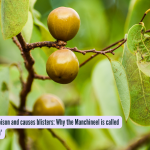 ज्या झाडावर विषाचा वर्षाव होतो आणि त्यावर फोड येतात: मंचीनीला 'मृत्यूचे झाड' का म्हणतात?