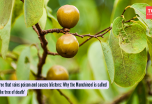 ज्या झाडावर विषाचा वर्षाव होतो आणि त्यावर फोड येतात: मंचीनीला 'मृत्यूचे झाड' का म्हणतात?