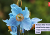 मेकोनोप्सिस बेली: ही अनोखी निळ्या रंगाची हिमालयीन खसखस 2-5 वर्षे आयुष्यात एकदाच फुलण्यासाठी तयार होते!