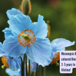 मेकोनोप्सिस बेली: ही अनोखी निळ्या रंगाची हिमालयीन खसखस 2-5 वर्षे आयुष्यात एकदाच फुलण्यासाठी तयार होते!