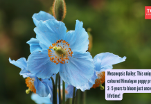 मेकोनोप्सिस बेली: ही अनोखी निळ्या रंगाची हिमालयीन खसखस 2-5 वर्षे आयुष्यात एकदाच फुलण्यासाठी तयार होते!
