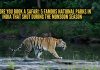 तुम्ही सफारी बुक करण्यापूर्वी: भारतातील ५ प्रसिद्ध राष्ट्रीय उद्याने जी पावसाळ्यात बंद होतात