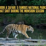 तुम्ही सफारी बुक करण्यापूर्वी: भारतातील ५ प्रसिद्ध राष्ट्रीय उद्याने जी पावसाळ्यात बंद होतात