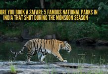 तुम्ही सफारी बुक करण्यापूर्वी: भारतातील ५ प्रसिद्ध राष्ट्रीय उद्याने जी पावसाळ्यात बंद होतात